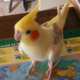 Cockatiel