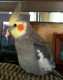 Cockatiel