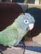 Conure