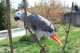 African Grey