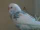 Parakeet