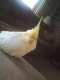 Cockatiel