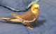 Cockatiel