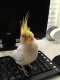 Cockatiel