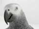 African Grey
