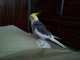 Cockatiel