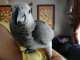 African Grey