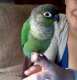 Conure