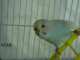 Parakeet