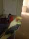 Cockatiel