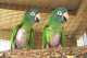 Conure