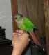 Conure
