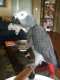 African Grey