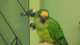 Conure