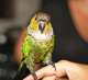 Conure