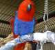 Eclectus