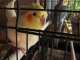 Cockatiel