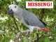 African Grey