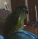 Conure