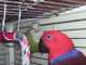 Eclectus