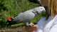 African Grey