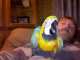 Macaw