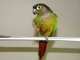 Conure
