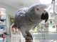 African Grey