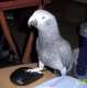 African Grey