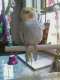 Cockatiel