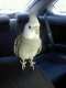 Cockatiel