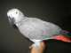 African Grey