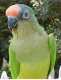 Conure