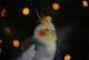 Cockatiel