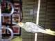 Cockatiel