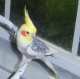 Cockatiel