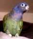 Pionus