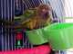 Conure