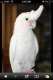 Cockatoo