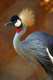 Crowned Crane