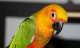 Conure