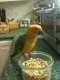 Conure