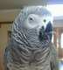 African Grey