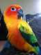 Conure
