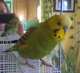 Budgerigar