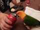 Conure