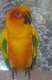 Conure