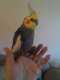 Cockatiel