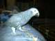 African Grey