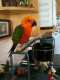 Conure